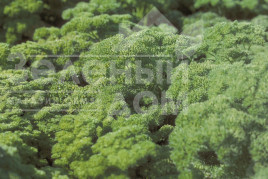 Насіння петрушки Ріна / Rina,90 днів купити оптом і в роздріб в Україні за вигідною ціною