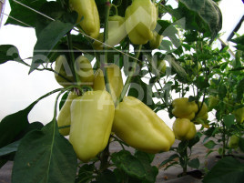 Насіння солодкого перцю Цитрина F1 / Tsitrina F1 купити оптом і в роздріб в Україні за вигідною ціною