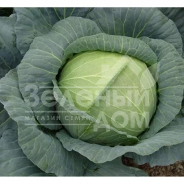 Семена капусты белокочанной Роял Вантаж F1 / Royal Vantage F1, 85-90 дней купить оптом и в розницу в Украине по выгодной цене