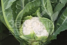 Семена капусты цветной Аэроспейс F1 / Aerospace F1,70-75 дней купить оптом и в розницу в Украине по выгодной цене