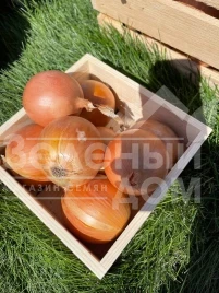 Лук репчатый Олоросо F1 / Oloroso F1,120-125 дней купить оптом и в розницу в Украине по выгодной цене