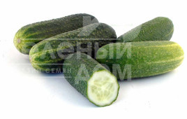 Насіння огірків Отело F1 / Otelo F1,41-43 дні купити оптом і в роздріб в Україні за вигідною ціною