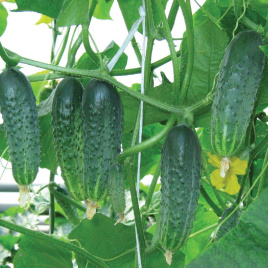Насіння огірків Афіна F1 / Afina F1,38-40 днів купити оптом і в роздріб в Україні за вигідною ціною