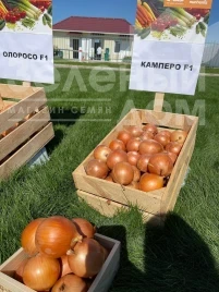 Насіння цибулі ріпчастої Камперо F1 / Campero F1,100-105 днів купити оптом і в роздріб в Україні за вигідною ціною