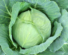 Насіння капусти білокачанної Амагер / Amager купити оптом і в роздріб в Україні за вигідною ціною
