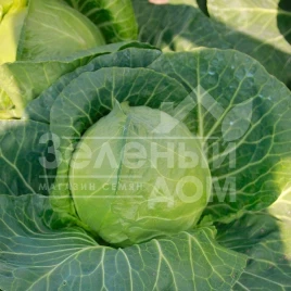 Семена капусты белокочанной Беатрикс F1 / Beatriks F1 купить оптом и в розницу в Украине по выгодной цене