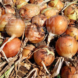 Цибуля ріпчаста Даріка F1 (ЦРХ 2386) / Daryca F1 (CRX 2386), 93-95 днів купити оптом і в роздріб в Україні за вигідною ціною