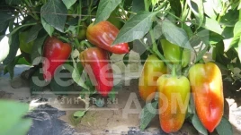 Семена сладкого перца Сенатор F1 / Senator F1 купить оптом и в розницу в Украине по выгодной цене