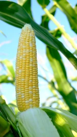 Семена кукурузы Прерия F1 / Preriya F1, 68-72 дней купить оптом и в розницу в Украине по выгодной цене