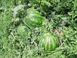 Семена арбуза НУН 21613 F1 / НУН 21613 F1, 62-65 дней купить оптом и в розницу в Украине по выгодной цене