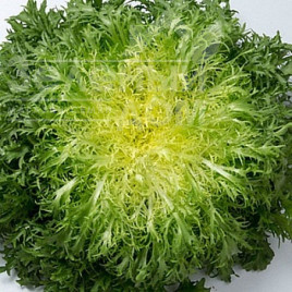 Насіння салату Валоне / Valone купити оптом і в роздріб в Україні за вигідною ціною