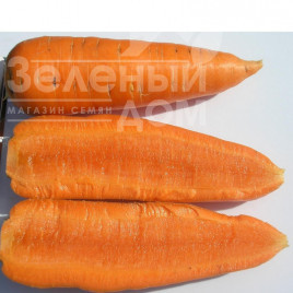 Насіння моркви Шантане / Chantenay,110-120 днів купити оптом і в роздріб в Україні за вигідною ціною