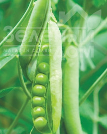 Насіння гороху Муціо / Musio,65 днів купити оптом і в роздріб в Україні за вигідною ціною
