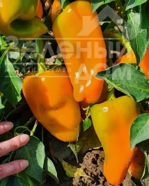 Насіння солодкого перцю Дворана / Dvorana купити оптом і в роздріб в Україні за вигідною ціною