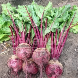 Семена свеклы Марун F1 / Marun F1,55-60 дней купить оптом и в розницу в Украине по выгодной цене