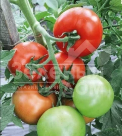 Семена томатов Торино F1 / Torino F1,90-100 дней купить оптом и в розницу в Украине по выгодной цене