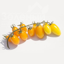 Насіння томатів КС 3670 F1 / KS 3670 F1,95-100 днів купити оптом і в роздріб в Україні за вигідною ціною