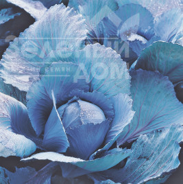 Насіння капусти червоноголової Реск'ю F1 / Rescue F1,135-140 днів купити оптом і в роздріб в Україні за вигідною ціною