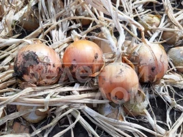 Лук репчатый Джела F1 / Dzhela F1, 100-110 дней купить оптом и в розницу в Украине по выгодной цене