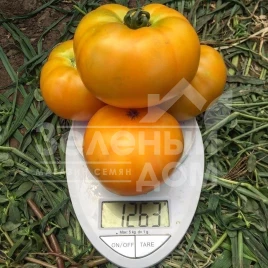 Семена томатов Свит Сан F1 / Sweet Sun F1,100 дней купить оптом и в розницу в Украине по выгодной цене