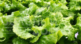 Насіння салату Золтан / Zoltan купити оптом і в роздріб в Україні за вигідною ціною