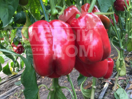 Насіння солодкого перцю Вангард F1 / Vangard F1,85 днів купити оптом і в роздріб в Україні за вигідною ціною