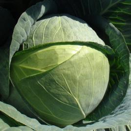 Насіння капусти білокачанної Капорал F1 / Kaporal F1,85-100 днів купити оптом і в роздріб в Україні за вигідною ціною