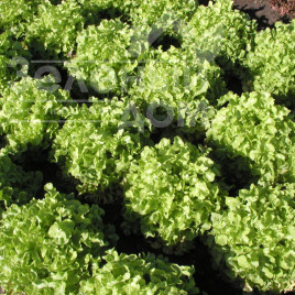 Насіння салату Дубаголд / Dubagold купити оптом і в роздріб в Україні за вигідною ціною