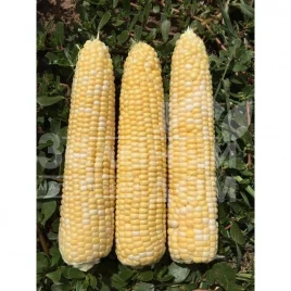 Семена кукурузы Камберленд F1 / Cumberland F1,76-77 дней купить оптом и в розницу в Украине по выгодной цене