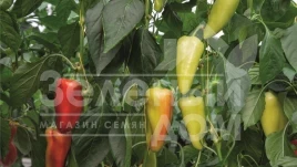 Семена сладкого перца Дон F1 / Don F1,60-65 дней купить оптом и в розницу в Украине по выгодной цене