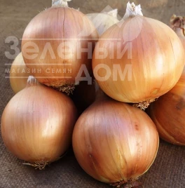 Лук репчатый Аурели / Aureli, 135-140 дней купить оптом и в розницу в Украине по выгодной цене