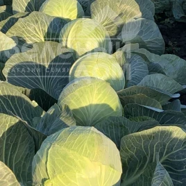 Семена капусты белокочанной Ферро F1 / Ferro F1, 85-90 дней купить оптом и в розницу в Украине по выгодной цене