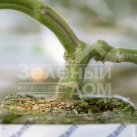 Семена подвоя Сузука F1 / Suzuka F1 купить оптом и в розницу в Украине по выгодной цене