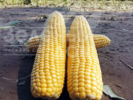 Насіння кукурудзи Шайнрок F1 / Shinerock F1,86 днів купити оптом і в роздріб в Україні за вигідною ціною