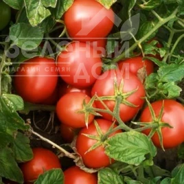 Семена томатов Протон / Proton,70-80 дней купить оптом и в розницу в Украине по выгодной цене