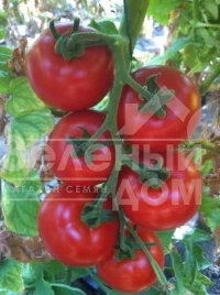 Семена томатов Алинди 811 F1 / Alindi 811 F1,105-115 дней купить оптом и в розницу в Украине по выгодной цене