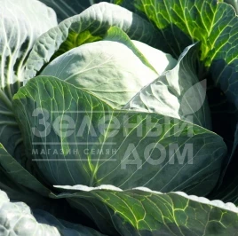 Семена капусты белокочанной Кебтон F1 / Cabton F1,120 дней купить оптом и в розницу в Украине по выгодной цене