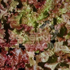 Семена салата Роден / Roden купить оптом и в розницу в Украине по выгодной цене