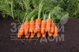 Семена моркови Каспий F1 / Caspi F1 купить оптом и в розницу в Украине по выгодной цене