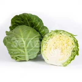 Семена капусты белокочанной КС 1431 F1 / KS 1431 F1,55-60 дней купить оптом и в розницу в Украине по выгодной цене