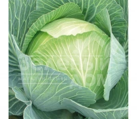 Семена капусты белокочанной СВ 3404 ЖЛ F1 / SV 3404 JL F1,125-130 дней купить оптом и в розницу в Украине по выгодной цене