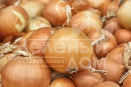 Лук репчатый Боско F1 / Bosko F1,120-125 дней купить оптом и в розницу в Украине по выгодной цене