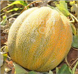 Насіння дині Танга / Tanga купити оптом і в роздріб в Україні за вигідною ціною