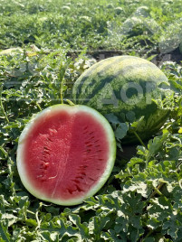 Насіння кавуна Сонік F1 / Sonik F1, 55–58 днів купити оптом і в роздріб в Україні за вигідною ціною