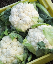 Насіння капусти цвітної Корлану F1 / Korlanu F1,75 днів купити оптом і в роздріб в Україні за вигідною ціною