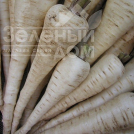 Насіння пастернаку Белас / Bielas,140-150 днів купити оптом і в роздріб в Україні за вигідною ціною