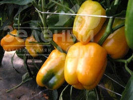 Насіння солодкого перцю Містері / Mistery купити оптом і в роздріб в Україні за вигідною ціною