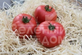 Семена томатов Дейзи (PL 6210) / Daisy (PL 6210) купить оптом и в розницу в Украине по выгодной цене