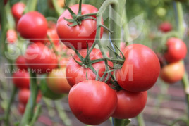 Насіння томатів Пінкі Спрінтер F1 / Pinky Sprinter F1 купити оптом і в роздріб в Україні за вигідною ціною