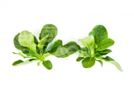 Семена салата Вейрон / Veyron купить оптом и в розницу в Украине по выгодной цене